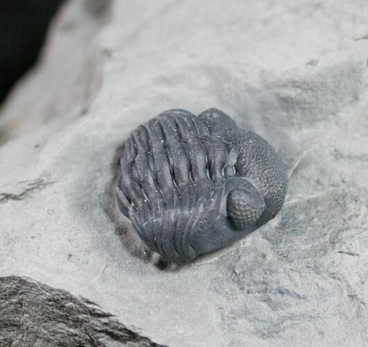 Enrolled Eldredgeops Trilobite From New York #9195